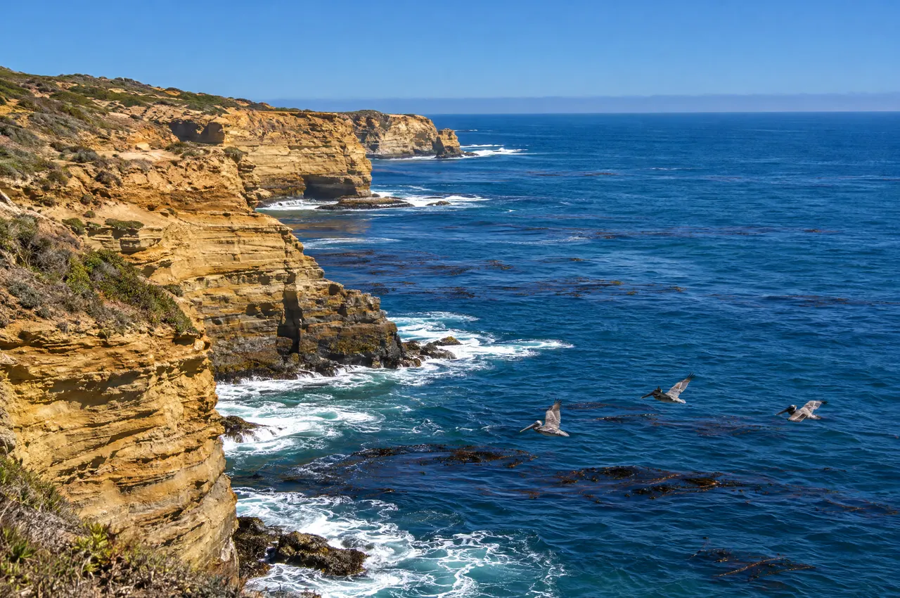 Golden sandstone cliffs of Point Loma above the deep blue Pacific, with kelp beds offshore and pelicans flying low